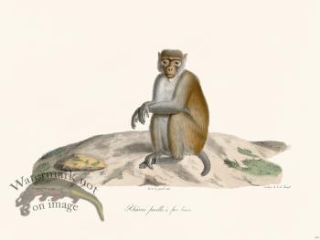 Cuvier 374 Male Hull